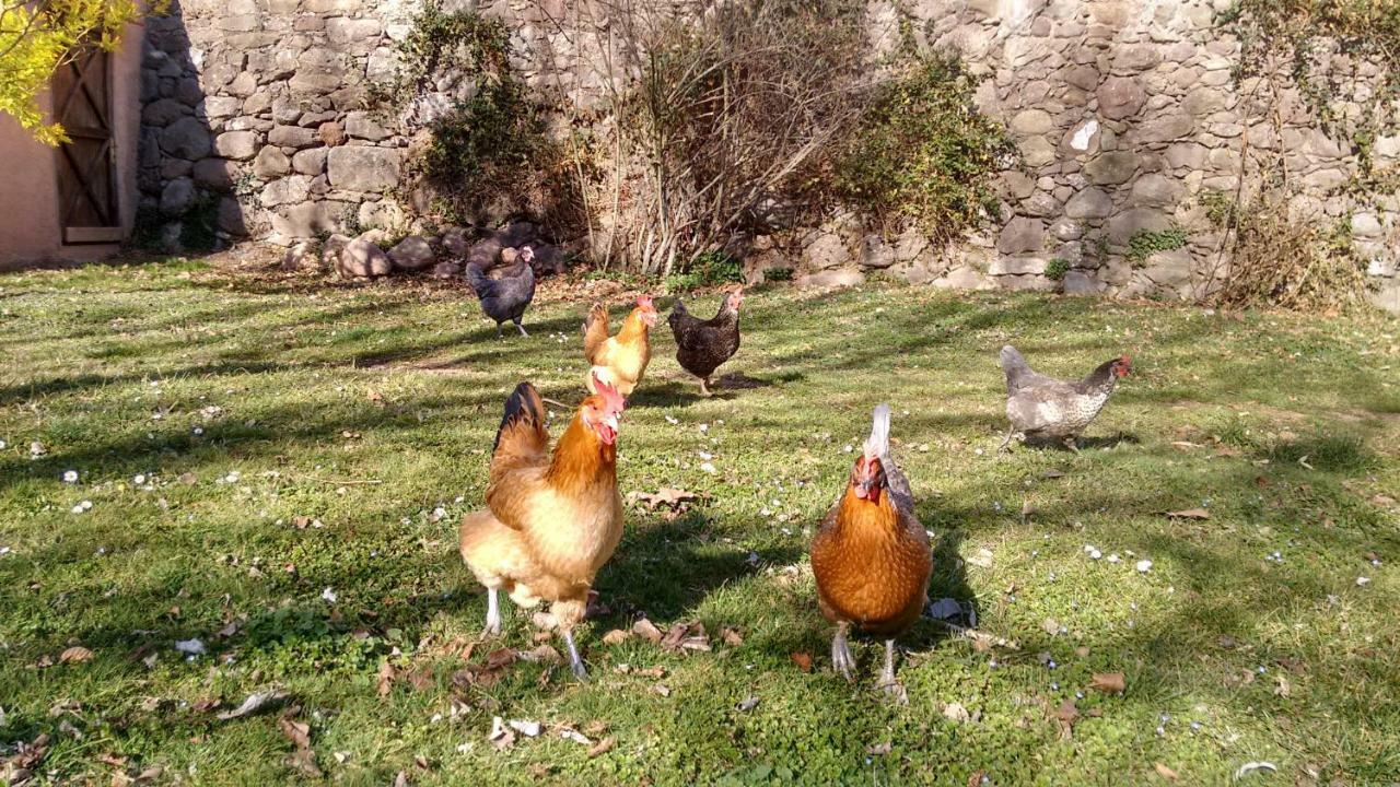 El Moli D'En Sola-Allotjaments Rurals La Vall de Bianya Ngoại thất bức ảnh